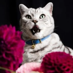 Collier Pour Chat En Cuir Royal Caviar -Produits Chien Chat Magasin RoyalCaviarCatCollar03 1800x1800 8f8a6c29 c635 4e90 be36 e08c7b68155a