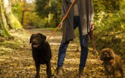 Laisse Pour Chien En Corde Réglable (11 Couleurs) 23 Laisse Pour Chien En Corde Réglable (11 Couleurs) -Produits Chien Chat Magasin Sans titre