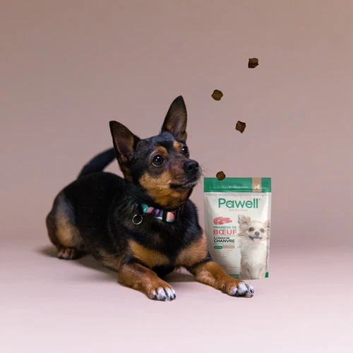 Friandises Au CBD Pour Petits Chiens (-10kg) 4 Friandises Au CBD Pour Petits Chiens (-10kg) – Image 2