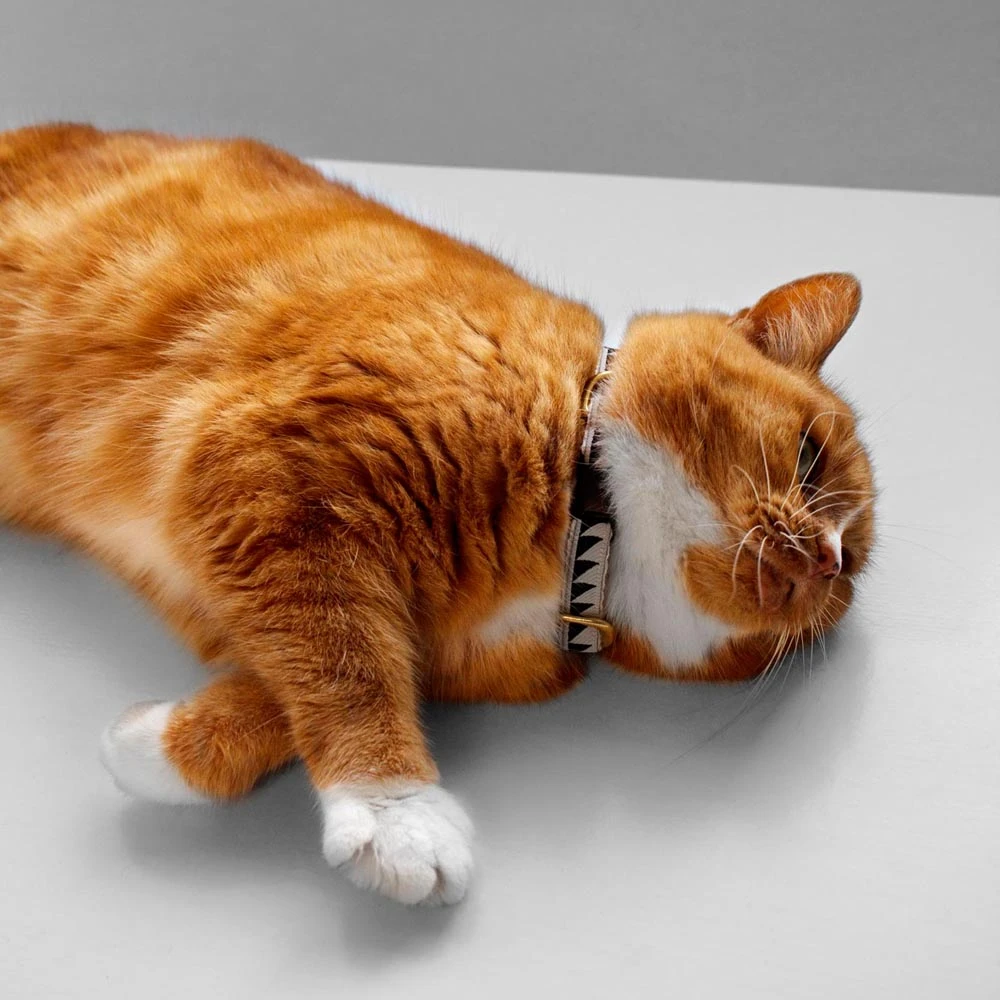 Collier Pour Chat Nice Grill Noir Et Crème 4 Collier Pour Chat Nice Grill Noir Et Crème – Image 2