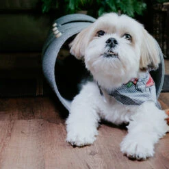 Tunnel Pour Chat FuzzPlay 12 Tunnel Pour Chat FuzzPlay -Produits Chien Chat Magasin Shila Produkte Filz 3362 Bearbeitet 900x a1f4acdc 0f06 411c af9a c8649209a5d4