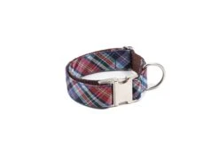 Collier Pour Chien Gosol