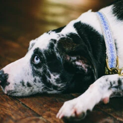 Collier Pour Chien You’re A Stud Cream & Lake Blue -Produits Chien Chat Magasin Untitled 3