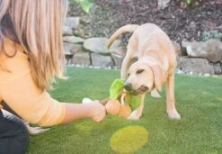 PLAY Peluche Pour Chien Palmier -Produits Chien Chat Magasin Westway Studio PLAY 111220 043 web