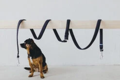 Laisse Destroyer - Basic -Produits Chien Chat Magasin bbe331 71dbbacf767e41fda7dcb4c7c6d43f80 mv2