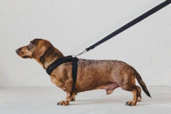 Laisse Destroyer - Yeah ! -Produits Chien Chat Magasin bbe331 d431baa301d1439fad1bdf509d52d344 mv2