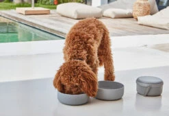 Bento De Voyage Pour Chien -Produits Chien Chat Magasin bento bildergalerie3