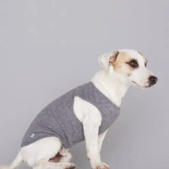 Pull Fin Pour Chien Agnes -Produits Chien Chat Magasin body agnes 1