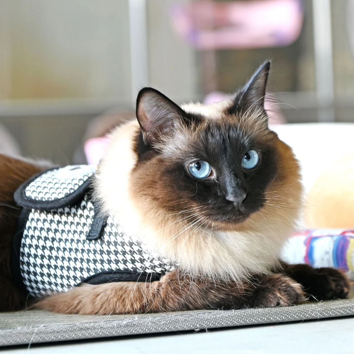 Harnais GARBO B Pour Chat 6 Harnais GARBO B Pour Chat – Image 4