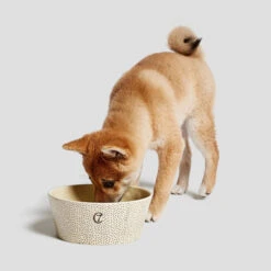 Bol Pour Chien En Céramique Yoji -Produits Chien Chat Magasin cloud7 dog bowl yoji dots dog 2
