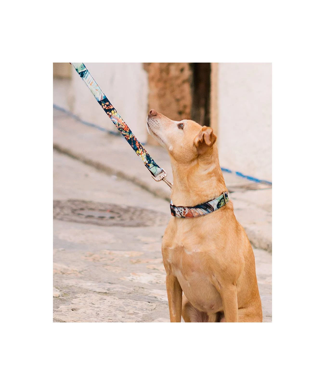 Collier Pour Chien Ebre 4 Collier Pour Chien Ebre – Image 2