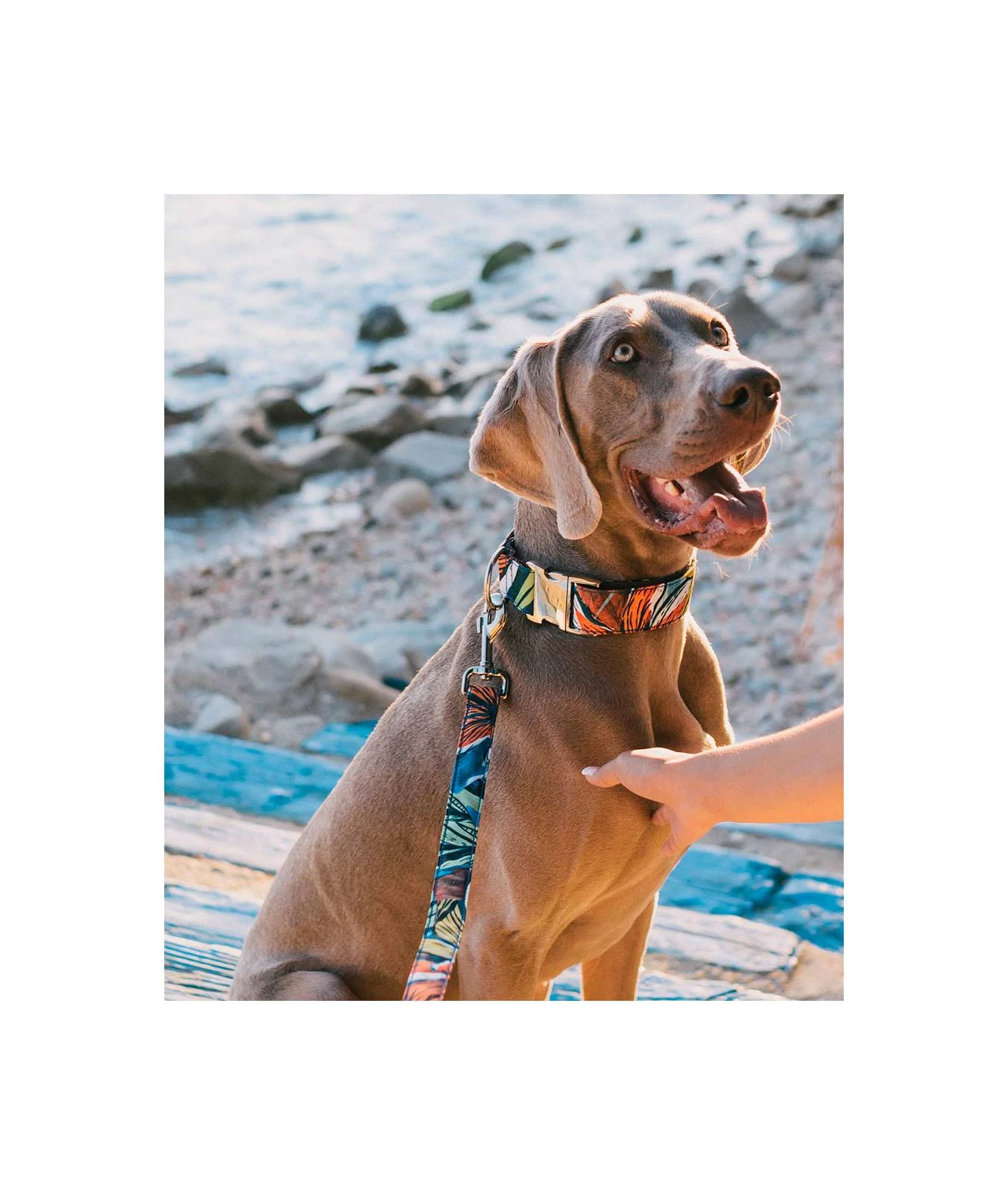 Collier Pour Chien Portlligat Tropical 4 Collier Pour Chien Portlligat Tropical – Image 2