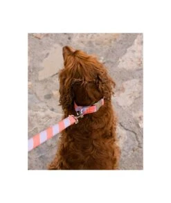 Collier Pour Chien Sagaro Classique Et Martingale -Produits Chien Chat Magasin collar para perro brottdog textura sagaro4