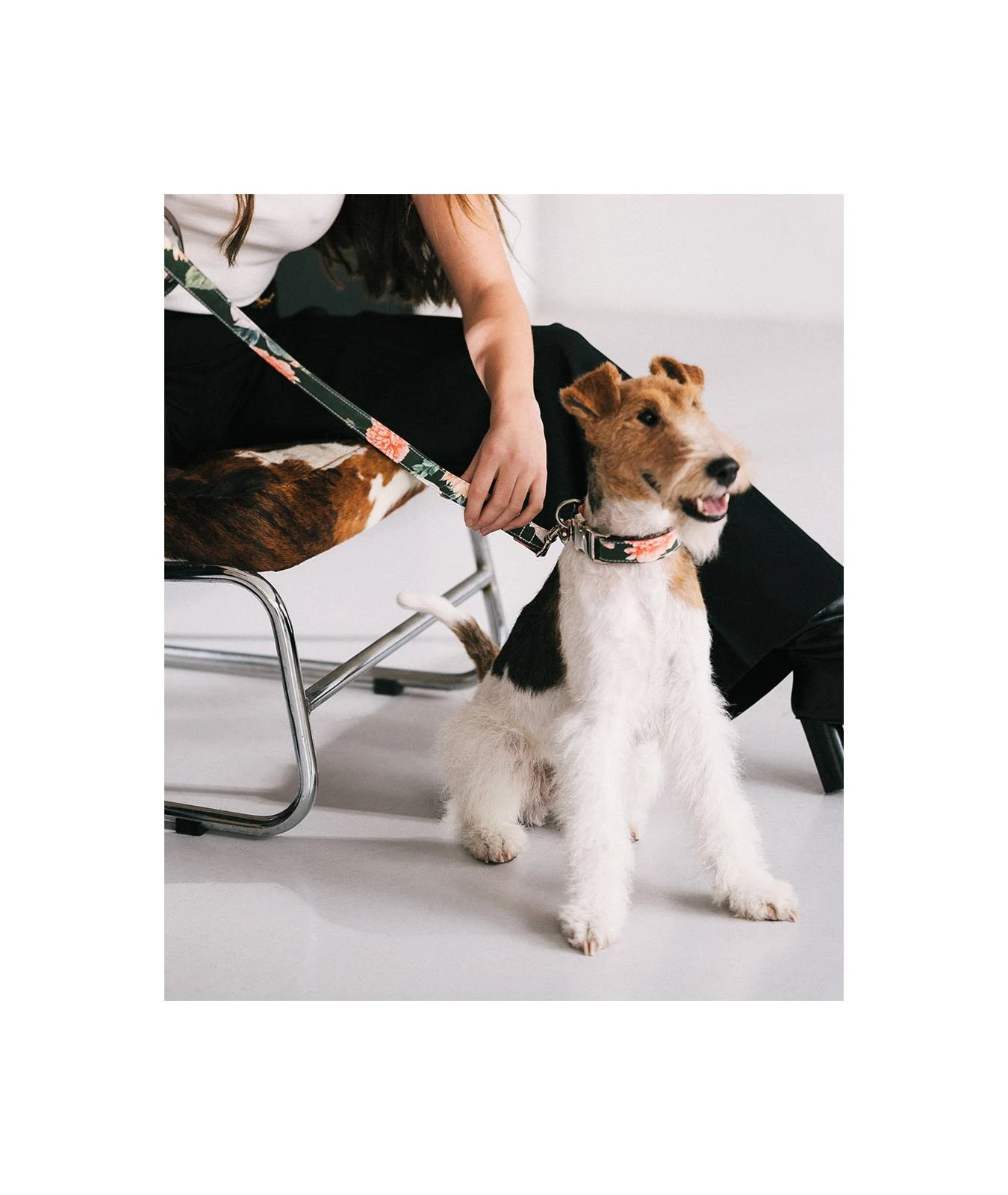 Collier Pour Chien Espelt 4 Collier Pour Chien Espelt – Image 2