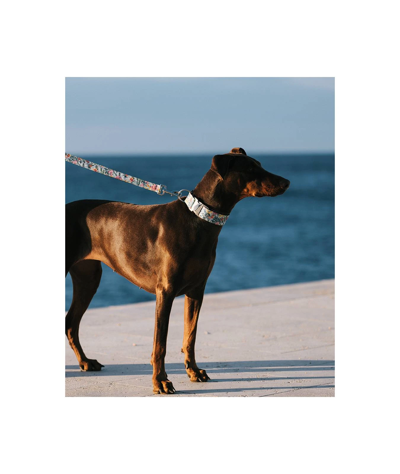 Laisse Pour Chien Perelada 4 Laisse Pour Chien Perelada – Image 2