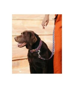 Laisse Pour Chien Satuna 5 Laisse Pour Chien Satuna -Produits Chien Chat Magasin collar perro estampado textura satuna b162b343 2cca 4d11 89d2 01902a5477c1