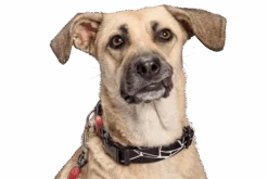 Collier Pour Chien Broken Self -Produits Chien Chat Magasin collare broken self header top transparent 03