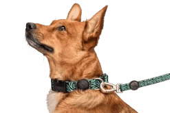 Collier Pour Chien Rage Labyrinth 7 Collier Pour Chien Rage Labyrinth -Produits Chien Chat Magasin collare rage labyrinth header top transparent d