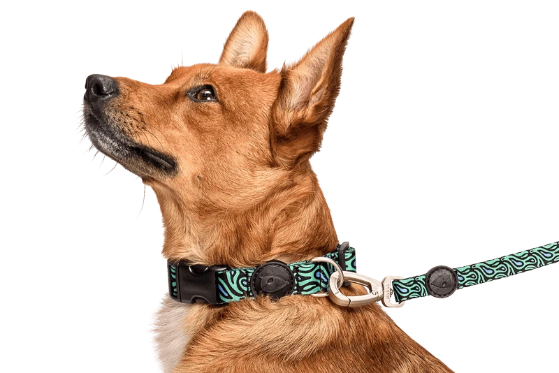 Collier Pour Chien Rage Labyrinth 5 Collier Pour Chien Rage Labyrinth – Image 3