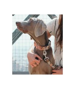 Collier Pour Chien Barcelona -Produits Chien Chat Magasin dog collar barcelona 1