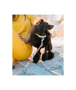 Collier Pour Chien Sacaleta Classique Et Martingale -Produits Chien Chat Magasin dog collar brottdog textura sacaleta f59139a8 7c6e 4333 a82d fb95e9084b7f