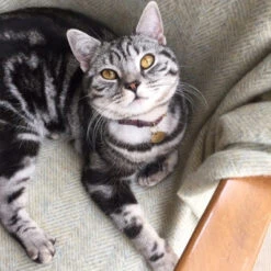 Collier Pour Chat En Cuir Bernie -Produits Chien Chat Magasin download