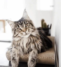 Griffoir En Carton Pour Chat Design TOBI -Produits Chien Chat Magasin eng pl Scratcher TOBI black 25 8