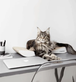 Griffoir En Carton Pour Chat Design TOBI -Produits Chien Chat Magasin eng pl Scratcher TOBI white 19 6