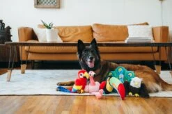 PLAY Peluche Perroquet -Produits Chien Chat Magasin fetching flock plush toy set lifestyle image 2