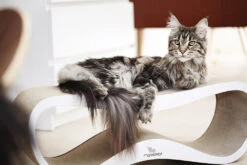 Griffoir Pour Chat Design LUI My Kotty -Produits Chien Chat Magasin fuji oti 17