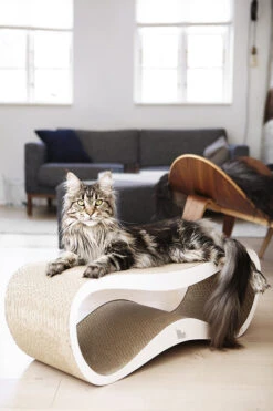 Griffoir Pour Chat Design LUI My Kotty -Produits Chien Chat Magasin fuji oti 24 1