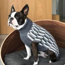 Pull Pour Chien Giulia 7 Pull Pour Chien Giulia -Produits Chien Chat Magasin giulia grey life 1024x f7070200 1947 4996 b7bd dbb8e7167074