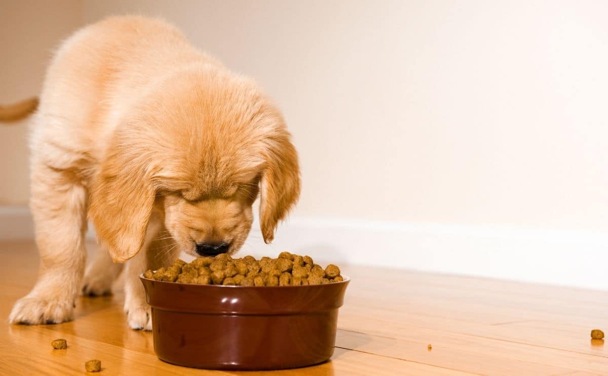 Produits Chien Chat Magasin -Produits Chien Chat Magasin golden puppy eating dog food out