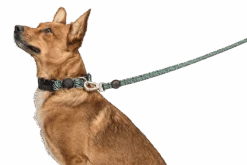 Laisse Rage Labyrinth 7 Laisse Rage Labyrinth -Produits Chien Chat Magasin guinzaglio rage labyrinth header top transparent c