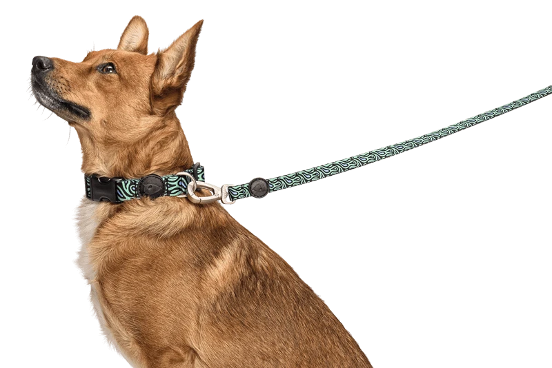 Laisse Rage Labyrinth 5 Laisse Rage Labyrinth – Image 3