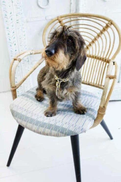 Harnais Grill See Scout Sleep 9 Harnais Grill See Scout Sleep -Produits Chien Chat Magasin harness nice grill cream and black small dashhound