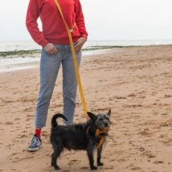 Laisse Fireworks -Produits Chien Chat Magasin hf 621x621 b3fa2ed0 34d8 4674 8285 f5d2bcd21360