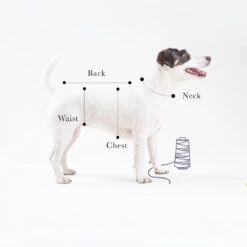 T-shirt En Jersey -Produits Chien Chat Magasin il 1140xN.2039601364 oqle