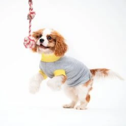 T-shirt En Jersey -Produits Chien Chat Magasin il 1140xN.2976322955 6xjj