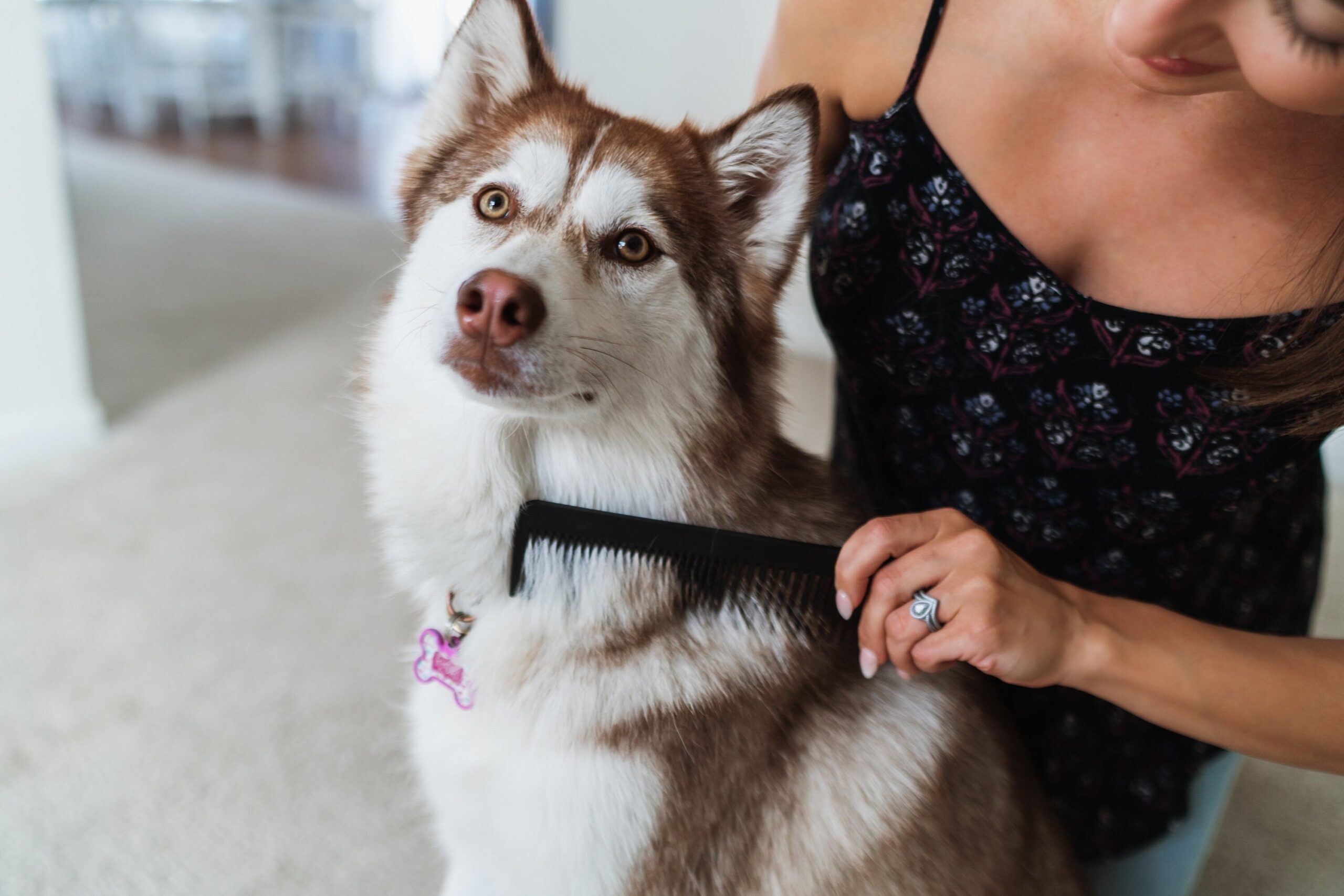 Produits Chien Chat Magasin -Produits Chien Chat Magasin il fullxfull.3235602001 e8lf 500 scaled