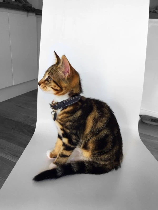 Collier Pour Chat En Cuir Gris 6 Collier Pour Chat En Cuir Gris – Image 4