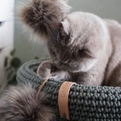 Jouet Pour Chat Tollo -Produits Chien Chat Magasin image 390ffe04 6310 4eb9 aaa9 b04f80768e5b