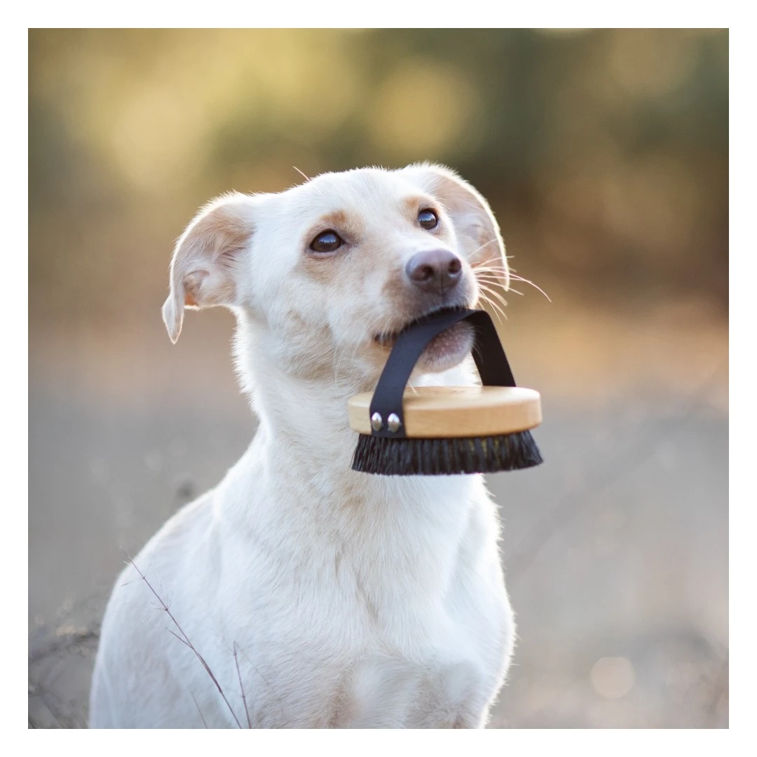 Brosse Pour Poils Courts Lila Loves It 8 Brosse Pour Poils Courts Lila Loves It – Image 6