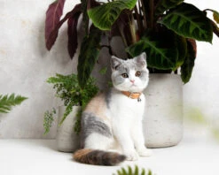 Collier En Cuir Pour Chat Collection Velouté -Produits Chien Chat Magasin image 5fc4db7b 4bb3 4fb7 b1e5 7a0a77fdb430