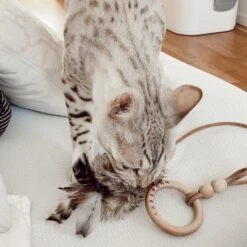 Jouet Pour Chat Musse 8 Jouet Pour Chat Musse -Produits Chien Chat Magasin image 6e6f79df 82f1 456c a7d6 12b295aa4834