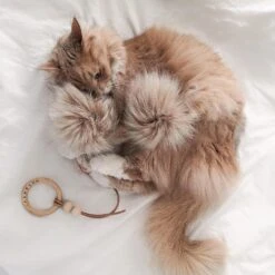 Jouet Pour Chat Tollo -Produits Chien Chat Magasin image a3d27e3f 9580 40bb 9fec bf4e6a3202f8