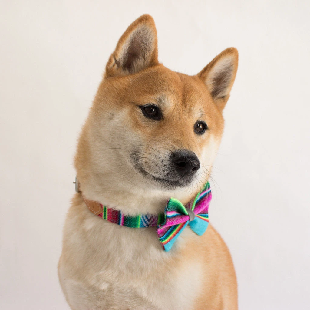 Noeud Papillon Pour Chien Inca Blue 5 Noeud Papillon Pour Chien Inca Blue – Image 3