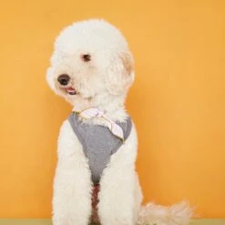 Body Pour Chien Josef -Produits Chien Chat Magasin josef 1