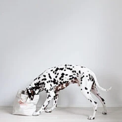 Sac De Rangement Pour Jouets Pour Chien -Produits Chien Chat Magasin kind S6A6431 2000x2000px44 e1b06691 c819 4f62 b7d6 b21a1d75ce8c