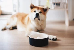 Bol En Céramique Anti-glouton Pour Chien 15 Bol En Céramique Anti-glouton Pour Chien -Produits Chien Chat Magasin magisso self cooling pet bowl happy pet project 01